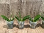 Fragrant Phalaenopsis Meidarland Chambe '3253' Peloric (2.5” Pot) - Image 3