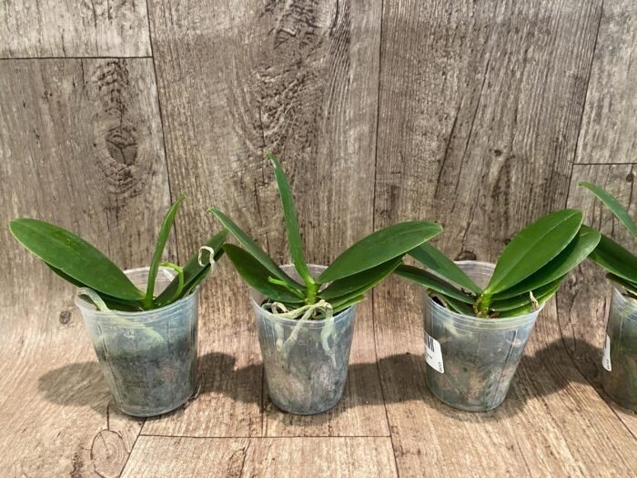 Fragrant Phalaenopsis Meidarland Chambe '3253' Peloric (2.5” Pot) - Image 3