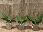 Fragrant Phalaenopsis Sogo Yellowtris Peloric (2.5” Pot) - Image 5