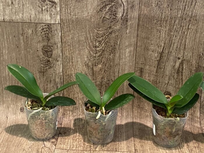 Fragrant Phalaenopsis Sogo Yellowtris Peloric (2.5” Pot) - Image 5