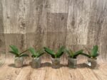 Fragrant Phalaenopsis Sogo Yellowtris Peloric (2.5” Pot) - Image 6