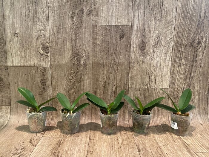 Fragrant Phalaenopsis Sogo Yellowtris Peloric (2.5” Pot) - Image 6