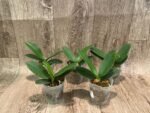 Fragrant Phalaenopsis Sogo Yellowtris Peloric (2.5” Pot) - Image 2
