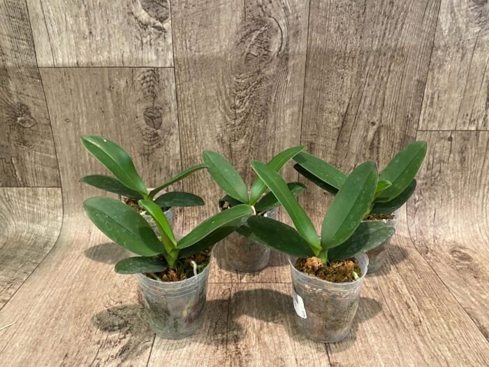 Fragrant Phalaenopsis Sogo Yellowtris Peloric (2.5” Pot) - Image 2