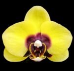 Phalaenoosis Surprising Peacock (2.5” Pot)