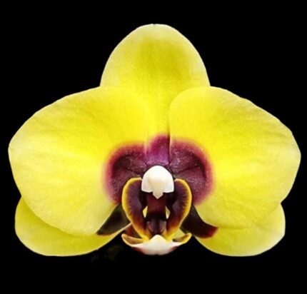 Phalaenoosis Surprising Peacock (2.5” Pot)