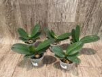 Phalaenoosis Surprising Peacock (2.5” Pot) - Image 2