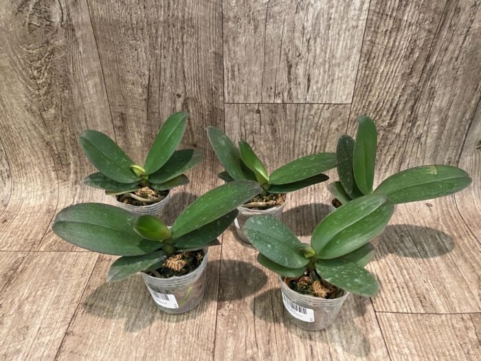 Phalaenoosis Surprising Peacock (2.5” Pot) - Image 2
