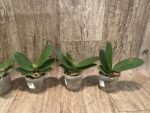 Phalaenoosis Surprising Peacock (2.5” Pot) - Image 4