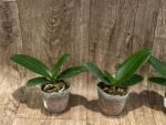 Phalaenopsis I-Hsin Berry Cutie Peloric (2.5” Pot) - Image 3