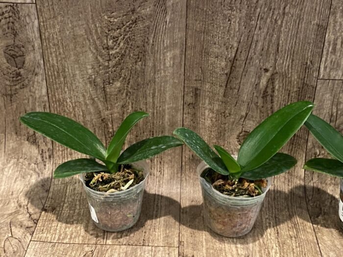Phalaenopsis I-Hsin Berry Cutie Peloric (2.5” Pot) - Image 3
