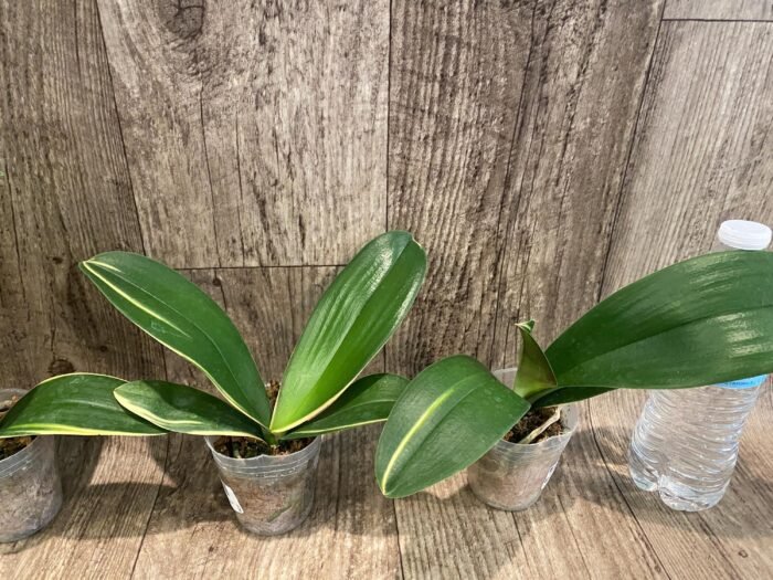 Phalaenopsis Dtps. Little Gem Stripes Variegated (3" pot) - Image 3