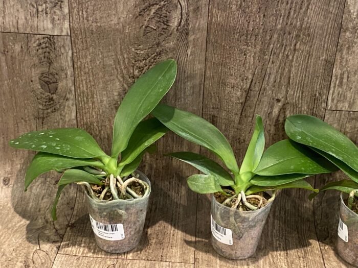 Phalaenopsis I-Hsin Venus x lueddemanniana (2.5” Pot) - Image 2