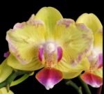 Phalaenopsis Golden Yuzu Peloric (2.5” Pot)