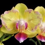 Phalaenopsis Golden Yuzu Peloric (2.5” Pot)