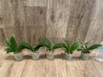 Phalaenopsis Golden Yuzu Peloric (2.5” Pot) - Image 4