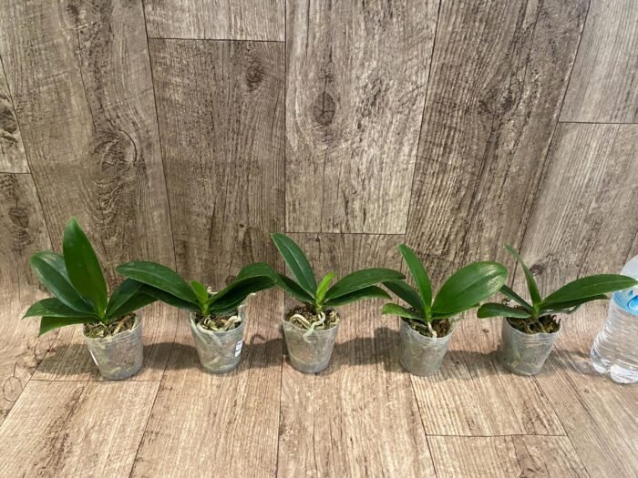 Phalaenopsis Golden Yuzu Peloric (2.5” Pot) - Image 4