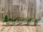 Phalaenopsis Golden Yuzu Peloric (2.5” Pot) - Image 5