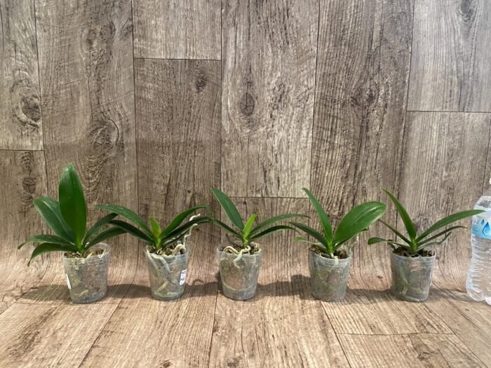 Phalaenopsis Golden Yuzu Peloric (2.5” Pot) - Image 5