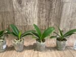 Phalaenopsis Golden Yuzu Peloric (2.5” Pot) - Image 3