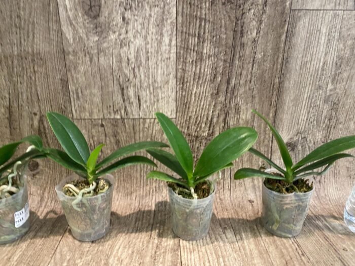 Phalaenopsis Golden Yuzu Peloric (2.5” Pot) - Image 3