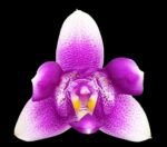 Fragrant Phalaenopsis Vio Vio 'Cat Face' Peloric 3 lips (2.5” Pot)