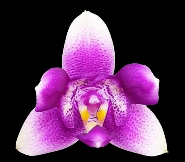 Fragrant Phalaenopsis Vio Vio 'Cat Face' Peloric 3 lips (2.5” Pot) - Image 1