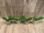 Fragrant Phalaenopsis Vio Vio 'Cat Face' Peloric 3 lips (2.5” Pot) - Image 4