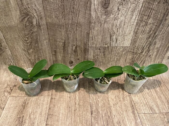 Fragrant Phalaenopsis Vio Vio 'Cat Face' Peloric 3 lips (2.5” Pot) - Image 4