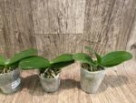 Fragrant Phalaenopsis Vio Vio 'Cat Face' Peloric 3 lips (2.5” Pot) - Image 2