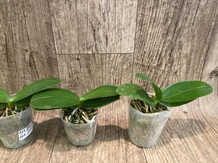Fragrant Phalaenopsis Vio Vio 'Cat Face' Peloric 3 lips (2.5” Pot) - Image 2