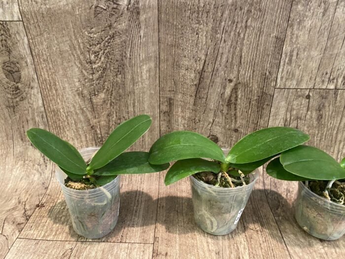 Fragrant Phalaenopsis Vio Vio 'Cat Face' Peloric 3 lips (2.5” Pot) - Image 3