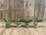 Fragrant Phalaenopsis Vio Vio 'Cat Face' Peloric 3 lips (2.5” Pot) - Image 5