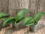 Phalaenopsis Fangmei Cloud Leopard (2.5” Pot) - Image 3