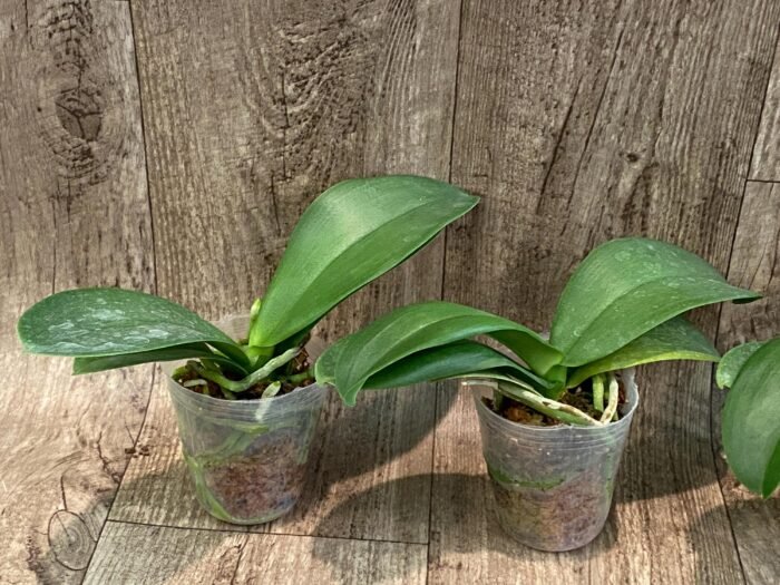 Phalaenopsis Fangmei Cloud Leopard (2.5” Pot) - Image 4