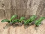 Phalaenopsis Fangmei Cloud Leopard (2.5” Pot) - Image 5