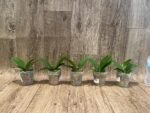Phalaenopsis KS Pride (2.5” Pot) - Image 6