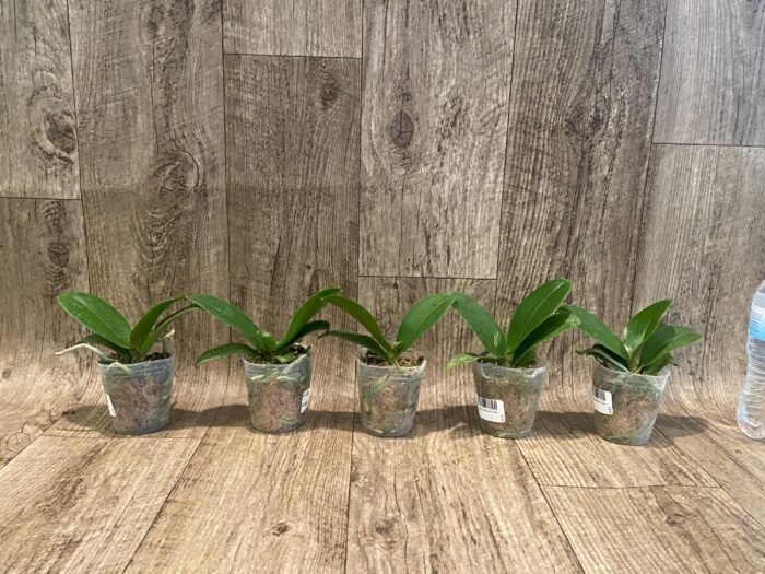 Phalaenopsis KS Pride (2.5” Pot) - Image 6