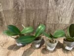 Phalaenopsis GC Reyoung Snow Fox (2.5" pot) - Image 2