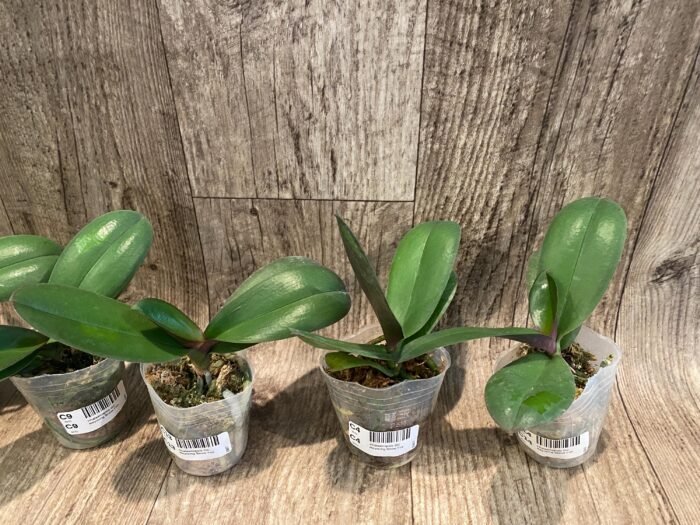 Phalaenopsis GC Reyoung Snow Fox (2.5" pot) - Image 3