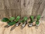 Phalaenopsis GC Reyoung Snow Fox (2.5" pot) - Image 4