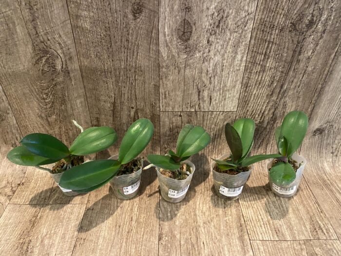 Phalaenopsis GC Reyoung Snow Fox (2.5" pot) - Image 4