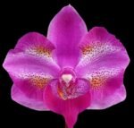 Phalaenopsis Purple Gem 'Miki Leopard' Silver Leaves (2.5" pot)