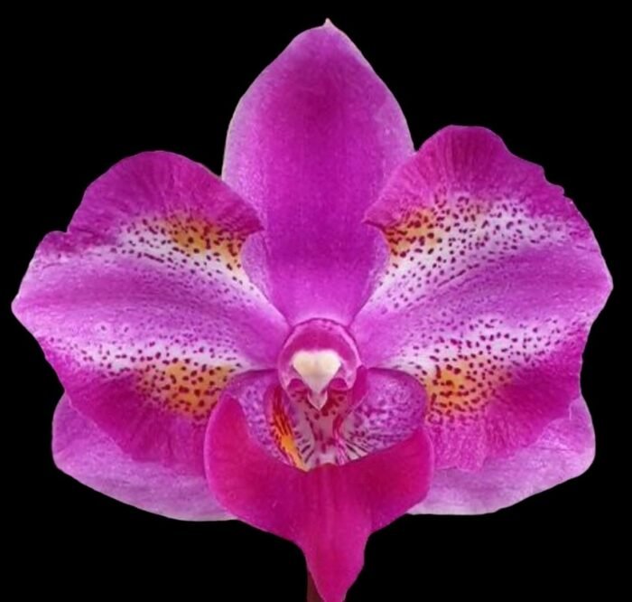 Phalaenopsis Purple Gem 'Miki Leopard' Silver Leaves (2.5" pot) - Image 1