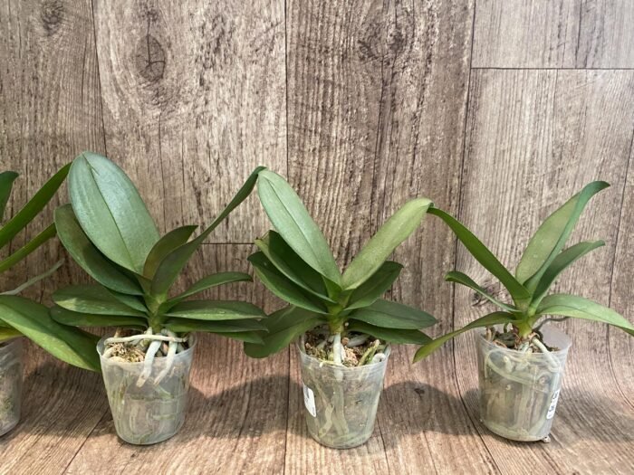 Phalaenopsis Purple Gem 'Miki Leopard' Silver Leaves (2.5" pot) - Image 4