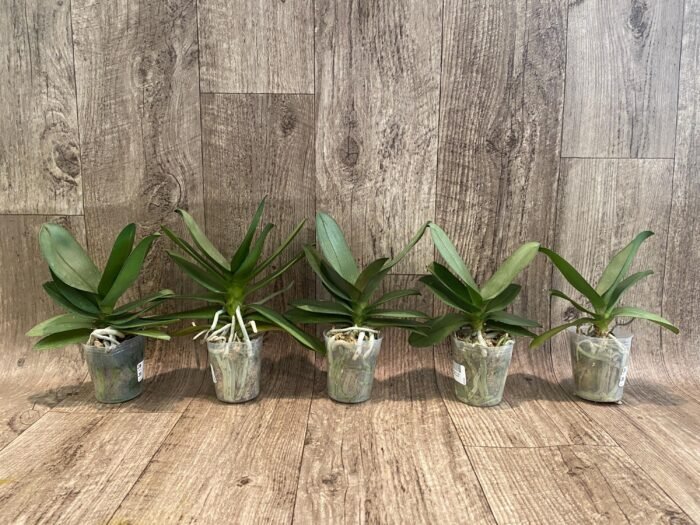 Phalaenopsis Purple Gem 'Miki Leopard' Silver Leaves (2.5" pot) - Image 6