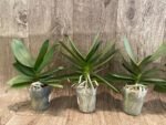 Phalaenopsis Purple Gem 'Miki Leopard' Silver Leaves (2.5" pot) - Image 5