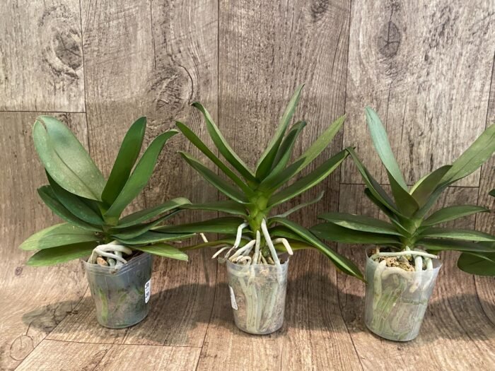 Phalaenopsis Purple Gem 'Miki Leopard' Silver Leaves (2.5" pot) - Image 5