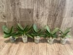 Phalaenopsis Purple Gem 'Miki Leopard' Silver Leaves (2.5" pot) - Image 7