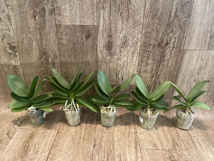 Phalaenopsis Purple Gem 'Miki Leopard' Silver Leaves (2.5" pot) - Image 7
